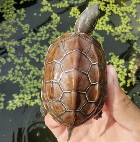 養小烏龜注意事項|【新手必看】烏龜怎麽養？烏龜品種、禁忌、用品清。